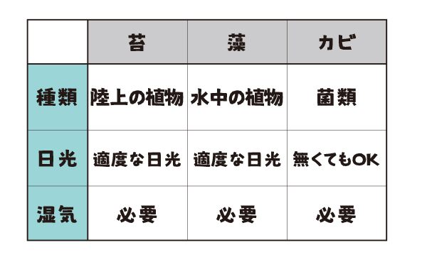 苔藻カビの違い表