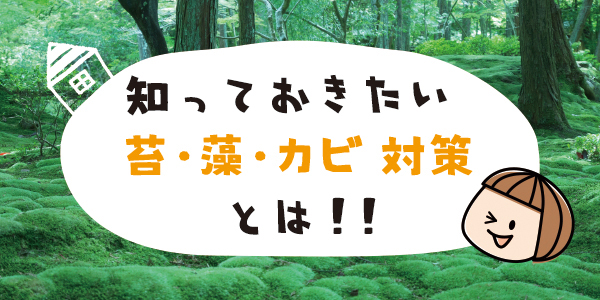 知っておきたい苔・藻・カビ対策